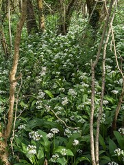 Obraz premium Tapis d'ail des ours, Pyrénées-Atlantiques