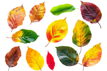 Obraz premium Autumn leaves flying and falling isolated on background, multi color of leaves foliage in autumn season.