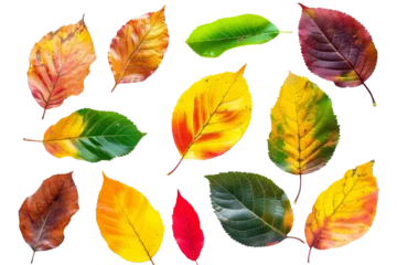 Papier Peint photo Ancien avion Autumn leaves flying and falling isolated on background, multi color of leaves foliage in autumn season.