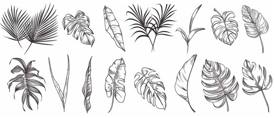 Collection of tropical leaves hand drawn in a simple style with a black and white drawing contour. Use for branding, branding, logo, print, etc..