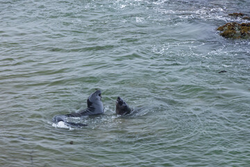 Fototapeta premium Elephant seals in the ocean 