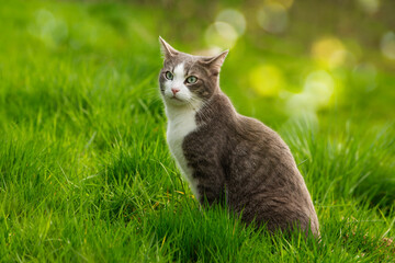 Cute cat in a meadow - 776097658