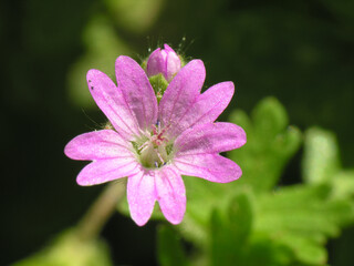Fiore
