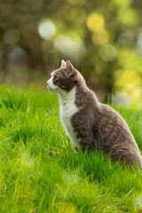 Cute cat in a meadow - 776097881