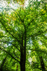Looking up into the green canopy of a Tree in wales