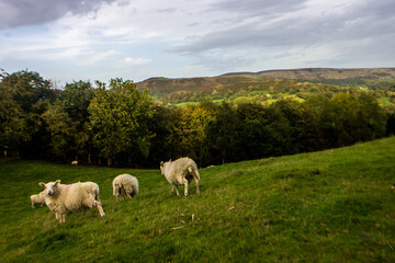 Fototapeta premium A small flock of sheep in their pasture surrounded by the broadleaf forests in the Clwydian Range in Wales