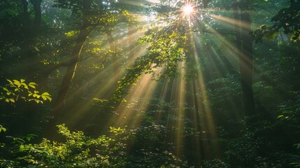 Obraz premium The sun is shining through the trees, casting a warm glow on the forest floor. The light is filtering through the leaves, creating a peaceful and serene atmosphere