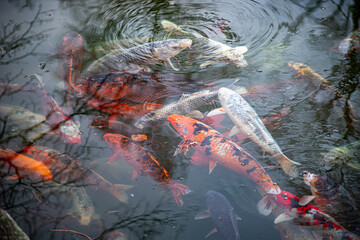 japanese koi in a pond
