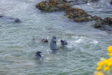 Elephant seals in the ocean

