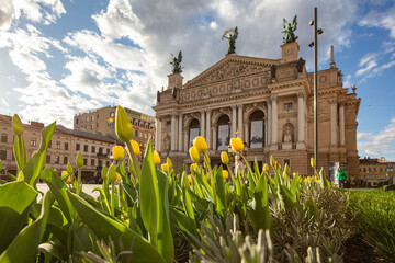 Flowerbed with yellow tulips in front of Lviv National Opera