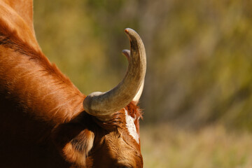 Large horns of Texas longhorn cow close up on farm during fall season with blurred autumn color...