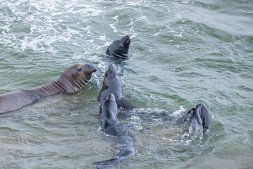 Obraz premium Elephant seals in the ocean 