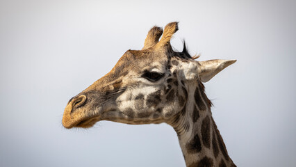 Close-up of a giraffe head during a safari trip Kenya