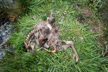 Wolfsangriff - Überreste von einem Reh, das vom Wolf gerissen wurde. - 776105099