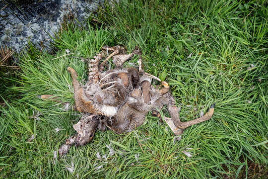 Wolfsangriff - &Uuml;berreste von einem Reh, das vom Wolf gerissen wurde.