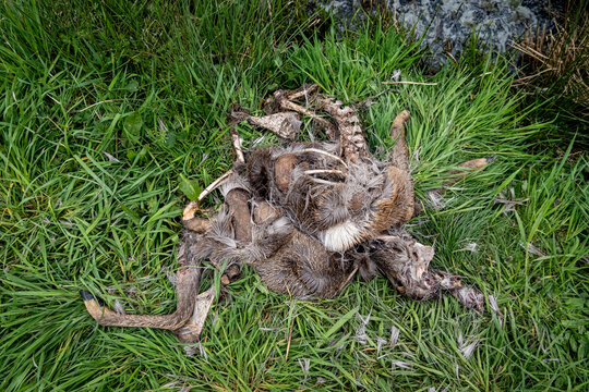 Wolfsangriff - &Uuml;berreste von einem Reh, das vom Wolf gerissen wurde.