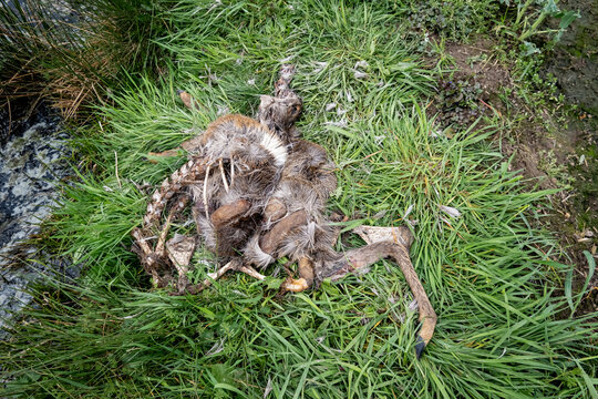 Wolfsangriff - &Uuml;berreste von einem Reh, das vom Wolf gerissen wurde.