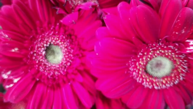 Beautiful red Gerbera jamesonii flowers also known as Barberton daisy, Transvaal daisy in a florist shop.