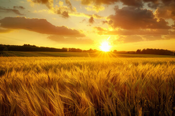 Golden Sunrise Over Lush Field