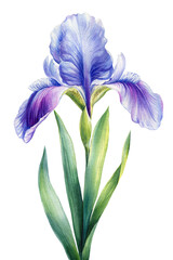 Iris flower watercolor. Botanical illustration of garden plant on white isolated background. Hand drawn colorful floral  - 776110215