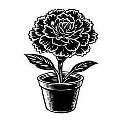 silhouette of carnation flower in pot on transparent background