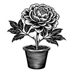 silhouette of peony flower in pot on transparent background