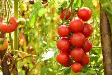 Bunch of cherry tomatoes in the garden. Red ripe cherry tomatoes grown in a countryside garden