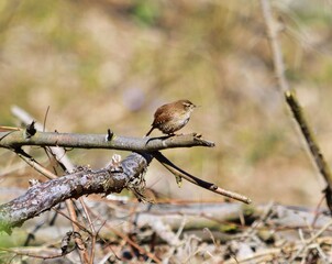 Zaunkönig (Troglodytes troglodytes) in der Wachau, Österreich