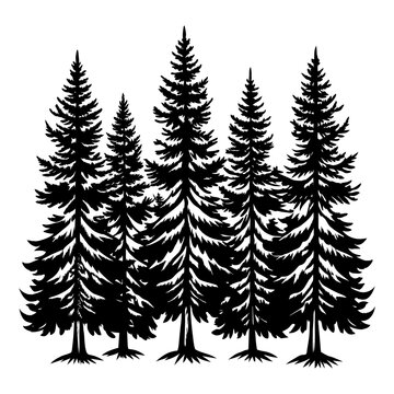 Pine tree silhouette on transparent background