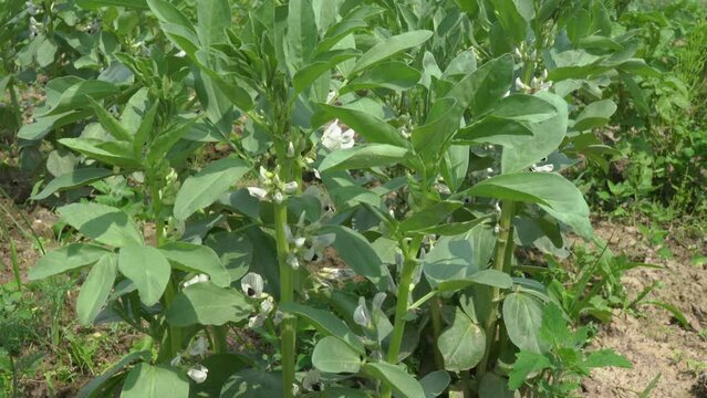 flowering plant Vicia faba, growing and blooming faba bean in the field, growing vegetables in the field