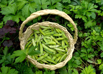 Basket with green peas, beans. Country life, garden. green peas in a pod. Growing vegetables....