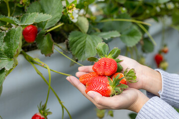 Hand hold with the fresh strawberry in the garden - 776116652