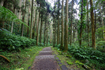 Hiking trail path in the tree forest - 776116698
