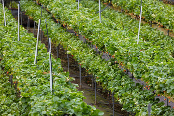 Fresh ripe organic strawberry farm field - 776116804