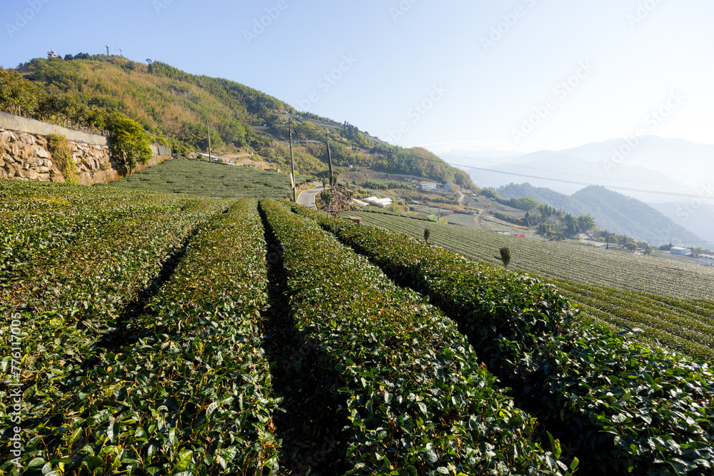 Wall mural Tea field in Shizhuo Trails at Alishan of Taiwan