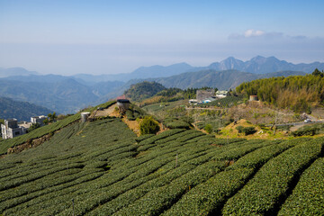 Fresh green tea field in Shizhuo Trails at Alishan of Taiwan - 776117216