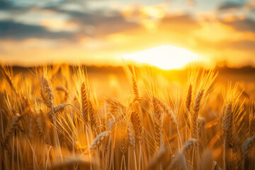 Golden Hour Wheat Field