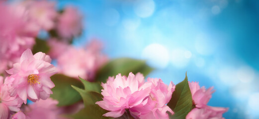 Beautiful pink cherry blossoms with blue bokeh background and copy space, lush floral shot in panorama format  - 776119494