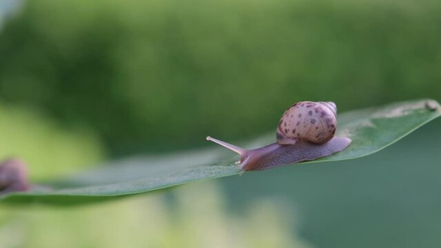 Close up of a snail is crawling on a leaf.