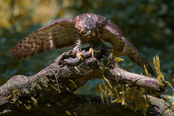 Close-up of a crested hawk eagle