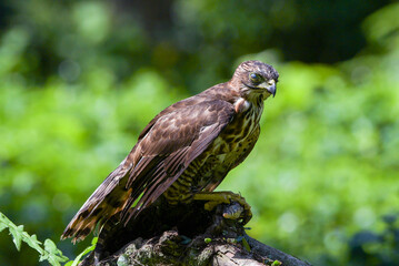 Close-up of a crested hawk eagle