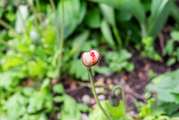 Poppy bud blooming in the garden in spring.