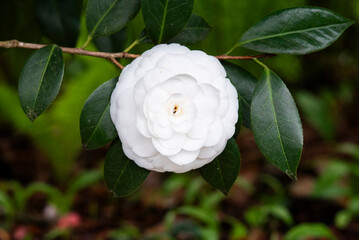 White camellia japonica blooming in the garden in spring.