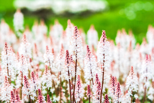 Tiarella pink skyrocket blooming in the garden in spring.