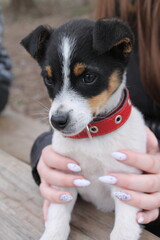 jack russell terrier