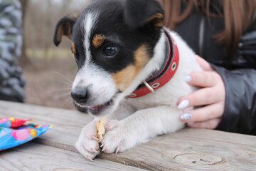 jack russell terrier