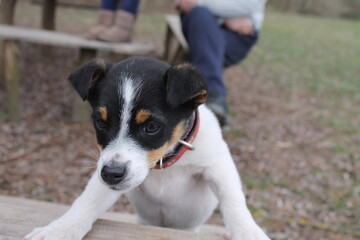 jack russell terrier
