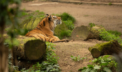 Tiger im zoo
