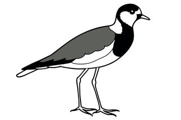 black and white bird