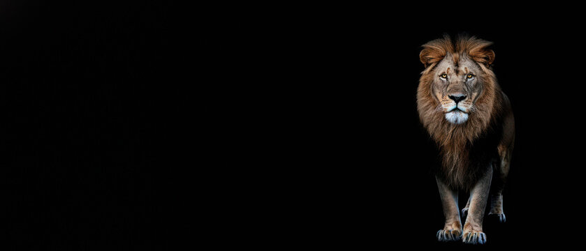 A full-body depiction of a mighty lion standing proud, its intense gaze commanding attention against a pure black backdrop